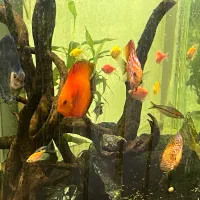 ماهی دیسکس|ماهی|تبریز, |دیوار