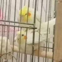 یک جفت عروس هلندی لوتینو همراه با جوجه و تخم