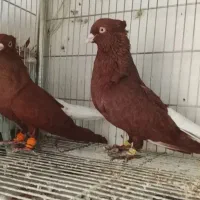 چند جفت رنگی مهرمهر بشرط