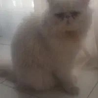 گربه پرشین ۸ ماهه