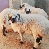 بره نره چاق پلواری