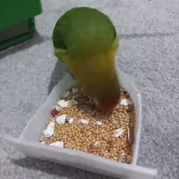 طوطی برزیلی نژاد فیشر به همراه وسایل|پرنده|پاکدشت, پاکدشت (مامازند)|دیوار