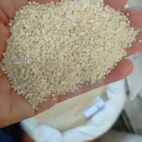 نیم دانه دم سیاه و هاشمی