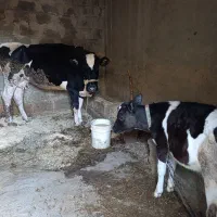 گاو و گوساله