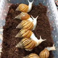 انواع نژاد حلزون و انواع ملزومات نگهداری