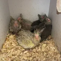 گرینچیک و عروس هلندی