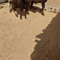 ۳ راس بره ماده درجه ۱