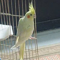 عروس هلندی نروماده