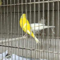 قناری نژاد دار خوش رنگ
