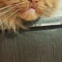 واگذاری رایگان|گربه|اردبیل, |دیوار