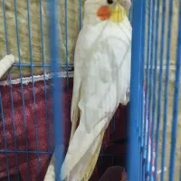 عروس هلندی لوتینو نر|پرنده|بندر ماهشهر, |دیوار