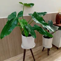 گل آپارتمانی گیاه فیلندرون با گلدان سرامیکی|گل و گیاه طبیعی|قدس, شهرقدس|دیوار