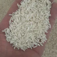 برنج هاشمی کشاورز