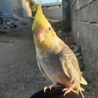 گمشده|حیوانات|میناب, |دیوار