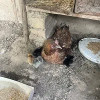 مرغ با  ۶ تا جوجه گلین