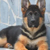 توله ژرمن بلک ژرمن رکسی و روت واایلر نر ماده|سگ|تهران, شهرک فردوس (حسینی)|دیوار