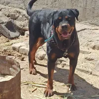 سگ رتوایلر ماده کنکورسو نر