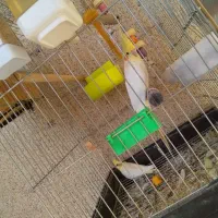 جفت عروس همراه جوجه