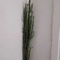 گل کاکتوسی