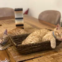 واگذاری گربه