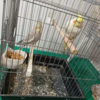 یه جفت عروس هلندی نر و ماده مولد