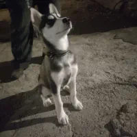 سگ هاسکی گرگی|سگ|ارومیه, |دیوار