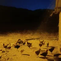 جوجه محلی