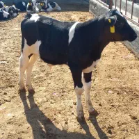 گوساله قطع شیر