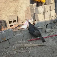 بوقلمون