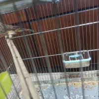 قناری کرست ماده|پرنده|اصفهان, کشاورزی|دیوار