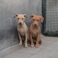 امریکن پیت بول|سگ|بومهن, |دیوار