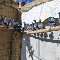 کبوتر پلاکی نر و ماده تبریز|پرنده|شیراز, سرو|دیوار