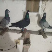 کبوتر|پرنده|نگین شهر, |دیوار