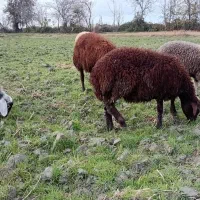 تعدادی بره نروماده فروخته میشود