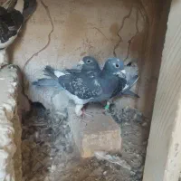 جفت پلنگ جفت ابلق جفت نر مگس|پرنده|زهک, |دیوار