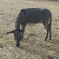 الاغ نر سالم وباربر|حیوانات مزرعه|جوانرود, |دیوار