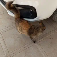 یک گربه پرشین زیبا و آرام|گربه|مشهد, کوثر|دیوار