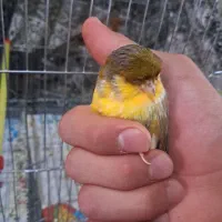 قناری جفت کرست|پرنده|اصفهان, نقش جهان|دیوار