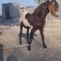 نری یک ساله پاکستانی اصل|حیوانات مزرعه|میناب, |دیوار