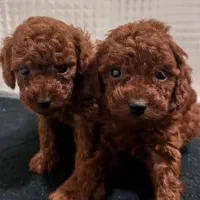 پامر پودل شیتزو شیواوا چاو چاو گلدن سامویید