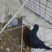 ی جفت نروماده نامورماده اصل نر دورگ معاوضه بارسمی