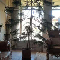 کاج مطبق حدود ۲.۷۰ متر