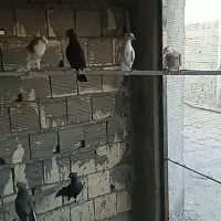 کبوتر زاغ و طوقی|پرنده|زیباشهر, |دیوار