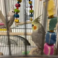 عروس هلندی وایت فیس و گل باقالی نر|پرنده|تهران, جیحون|دیوار