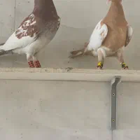 نروماده میولمنز با الماسی نر