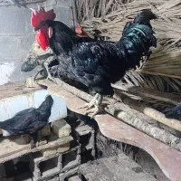 مرغ و خروس محلی اصل کازرون|حیوانات مزرعه|کازرون, |دیوار