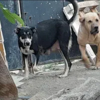 سگ آلابای ماده بشرت