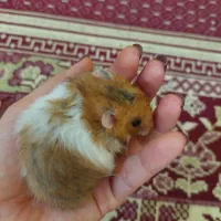 همستر سوری کمپل وینتروایت