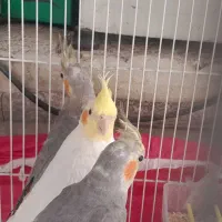 جفت عروس هلندی با ۲تا جوجه بالغ