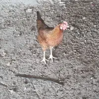 فروش مرغ و خروس محلی